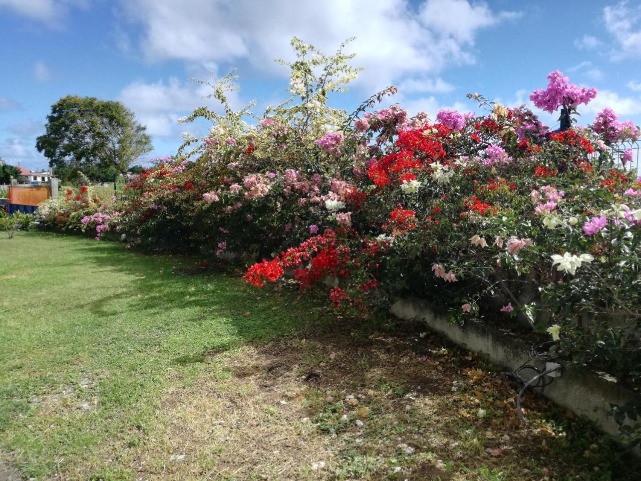 Au Jardin De Beausejour Hotel Capesterre Luaran gambar